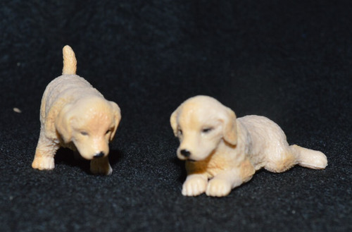Pair golden retriever puppy - of,