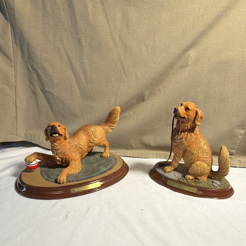 Bradford golden retriever - bradford,
