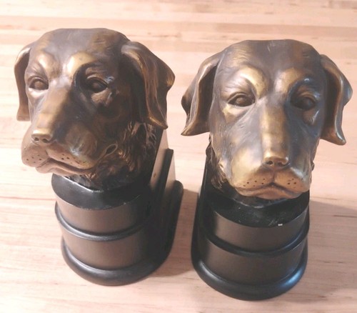 Pair golden retriever - pair,