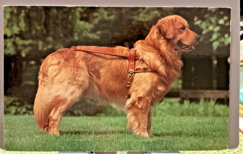 Golden retriever guide dog - retriever,