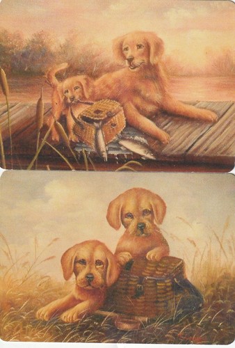 Pair golden retriever puppies - pair,