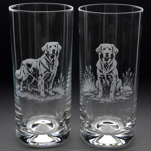 Golden retriever dog - golden,