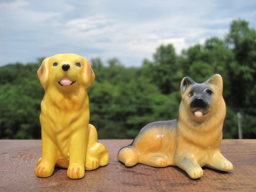 Mini golden retriever and - golden,