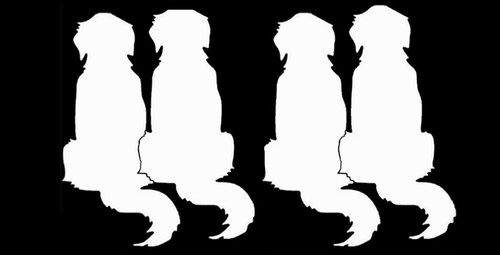 Golden retriever pair two - pair,