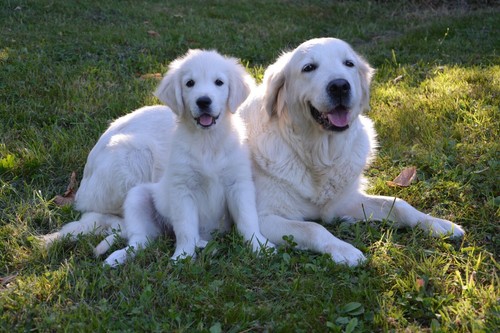 Golden retrievers poster - golden, dog