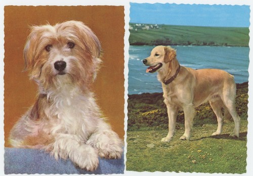 Postcard maltese golden - postcard,